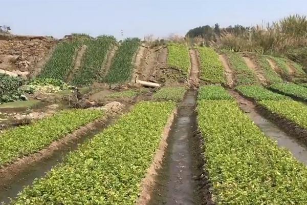 日本不安仙人依依不舍離開中國(guó)前往韓國(guó)，連吃兩天泡菜上吐下瀉